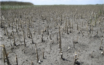 Dead stalks of salt marsh grasses in a Sapelo Island marsh; the grasses died in a 2011-2012 drought.